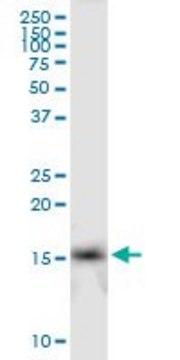 Anti-IFITM2 antibody produced in mouse