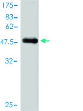 Monoclonal Anti-NUDT3 antibody produced in