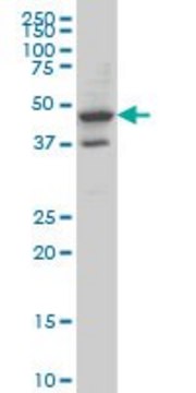 Monoclonal Anti-MRPS27, (C-terminal) antibody produced