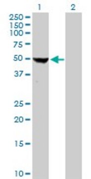 Anti-RP13-122B23.3 antibody produced in rabbit