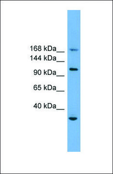 Anti-PHLDB1 antibody produced in rabbit