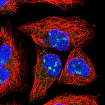 Anti-HEATR1 antibody produced in rabbit