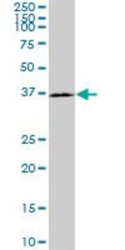 Monoclonal Anti-HAPLN4 antibody produced in
