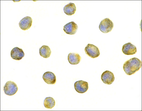 Anti-Raptor (ab3) antibody produced in