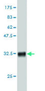 Monoclonal Anti-ALG8 antibody produced in