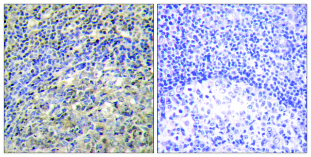 Anti-p47 PHOX antibody produced in