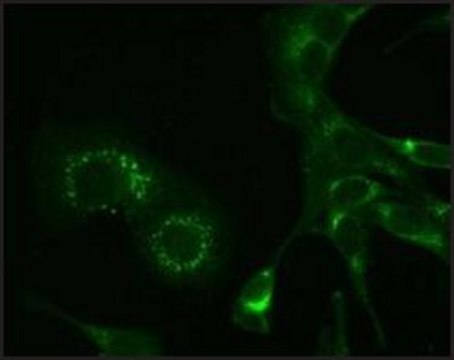 Monoclonal Anti-Hepatitis Virus (Strain A59)