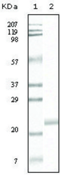 Monoclonal Anti-EPHB4 antibody produced in