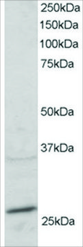 Anti-RAB11A/YL8 antibody produced in goat