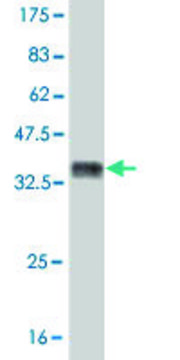 ANTI-MUSK antibody produced in mouse