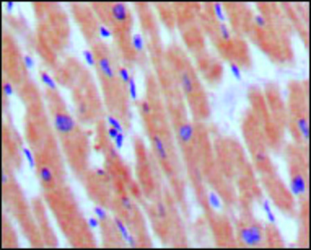 Monoclonal Anti-NPPB antibody produced in