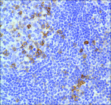 Anti-CD278/ICOS antibody, Rabbit monoclonal