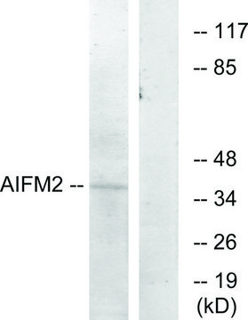 Anti-AIFM2 antibody produced in rabbit