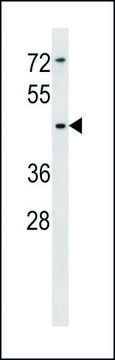 ANTI-SIGLEC14 (N-TERM) antibody produced in