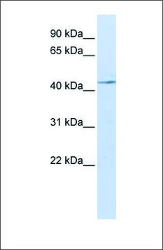 Anti-IL11RA (ab1) antibody produced in