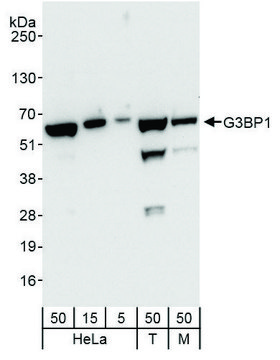 Rabbit anti-G3BP1 Antibody, Affinity Purified