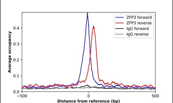 Anti-ZFP3 antibody produced in rabbit