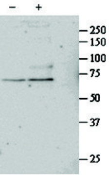 Anti-SRF antibody produced in goat