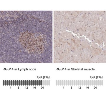 Anti-RGS14 antibody produced in rabbit