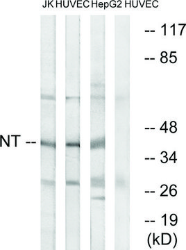 Anti-NT antibody produced in rabbit