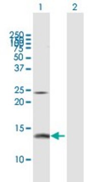 Anti-PFN2 antibody produced in rabbit