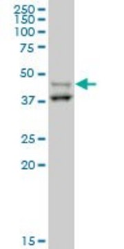 ANTI-STYK1 antibody produced in mouse