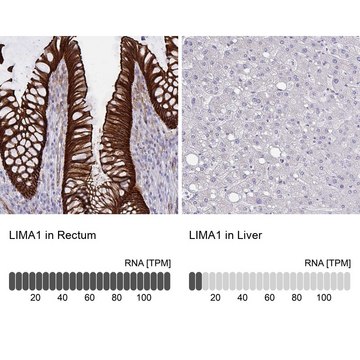 Anti-LIMA1 antibody produced in rabbit