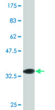 Monoclonal Anti-RFC4, (C-terminal) antibody produced