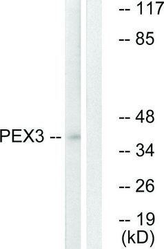 Anti-PEX3 antibody produced in rabbit