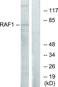 Anti-C-RAF antibody produced in rabbit