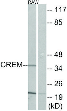 Anti-CREM antibody produced in rabbit