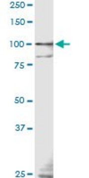 ANTI-TLR9 antibody produced in mouse