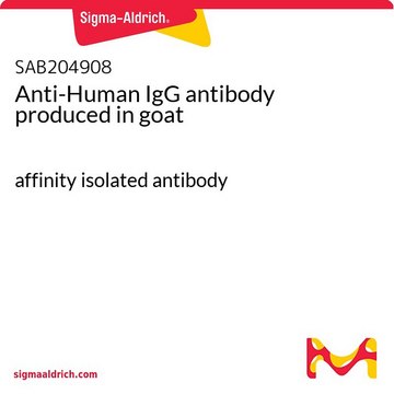 Anti-Human IgG antibody produced in