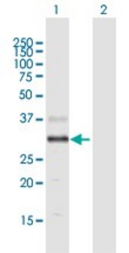 Anti-DGAT2L4 antibody produced in mouse