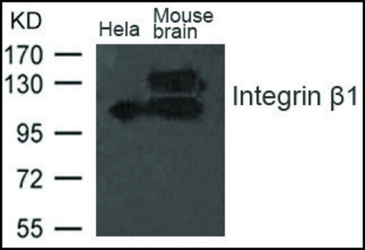 Anti-Integrin ?1 antibody produced in