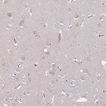 Anti-C4orf48 antibody produced in rabbit