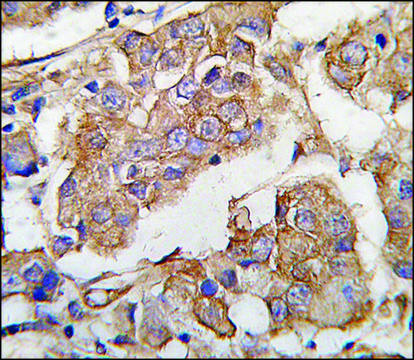 Anti-EIF3S1 (N-term) antibody produced in