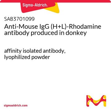 Anti-Mouse IgG (H+L)-Rhodamine antibody produced