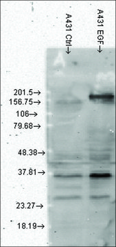 Monoclonal Anti-Phosphotyrosine antibody produced in
