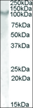 Anti-Il17ra antibody produced in goat