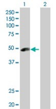 Anti-ANGPTL5 antibody produced in rabbit