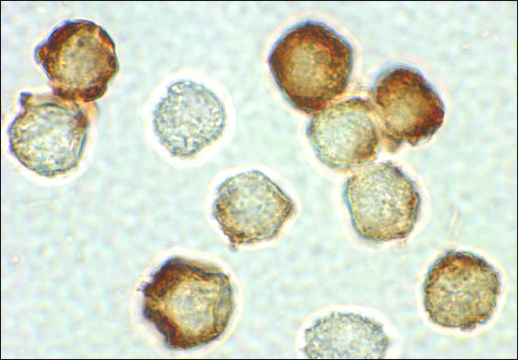 Anti-IRAK-2 antibody produced in rabbit