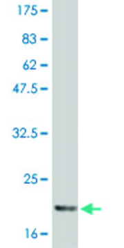 Monoclonal Anti-IL6 antibody produced in