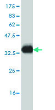 Monoclonal Anti-NPY1R antibody produced in