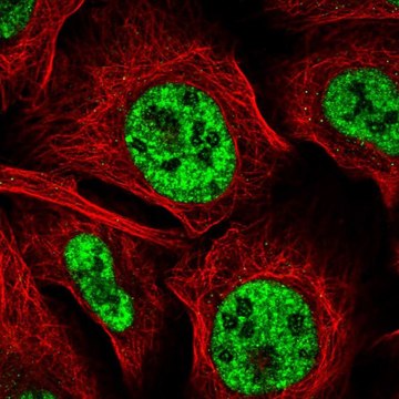Anti-BDNF antibody produced in rabbit