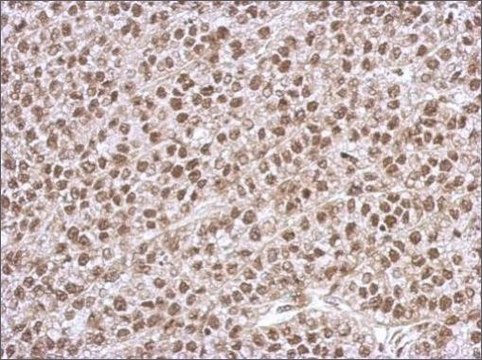 Anti-PHF10 antibody produced in rabbit