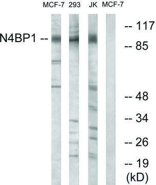 Anti-N4BP1 antibody produced in rabbit