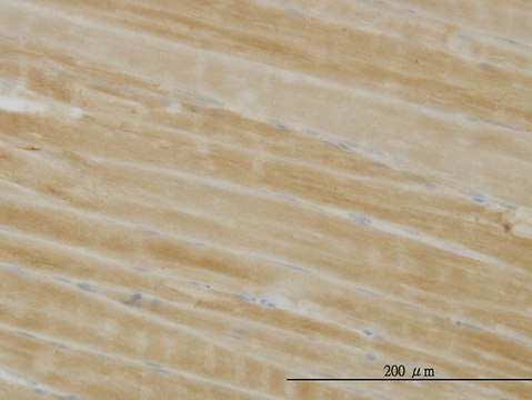 Monoclonal Anti-PHKG1 antibody produced in