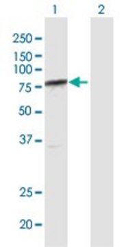 Anti-ARID3A antibody produced in rabbit