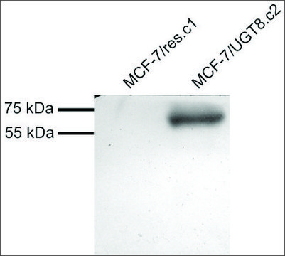 Anti-UGT8 antibody produced in goat